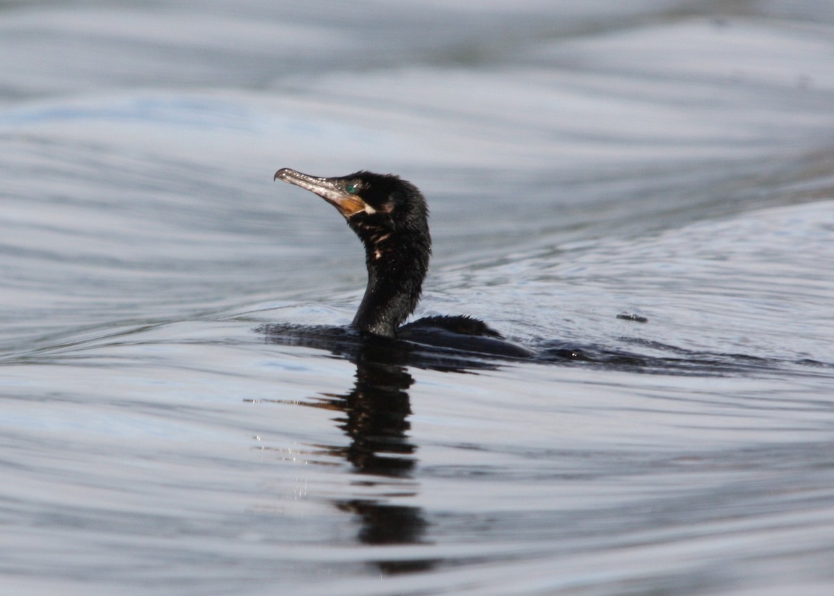 ナンベイヒメウ - ML644478315