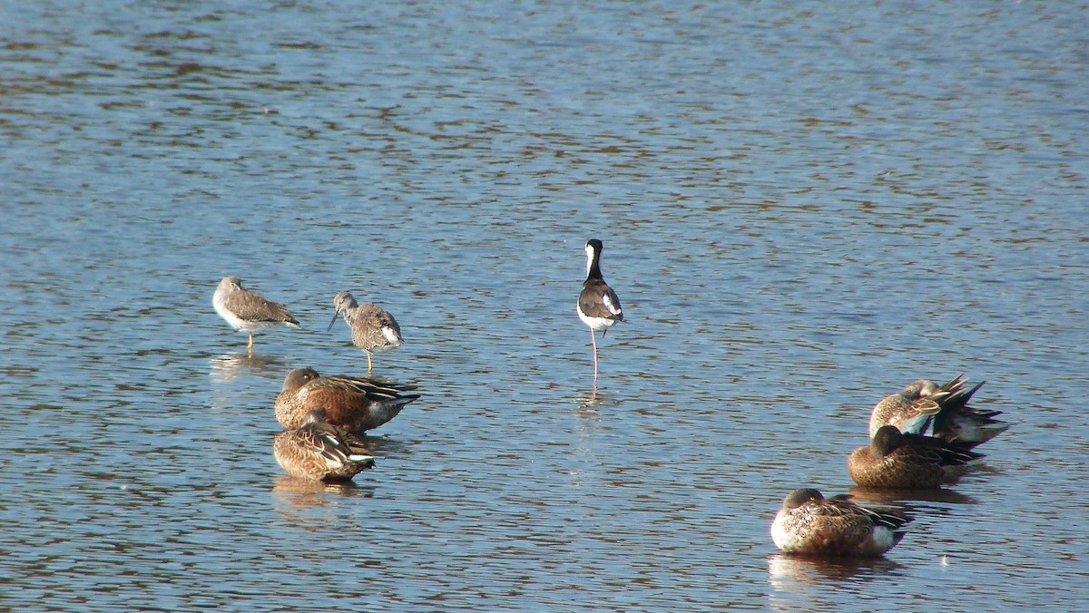 クロエリセイタカシギ - ML644478318