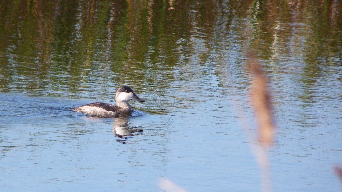 アカオタテガモ - ML644478325