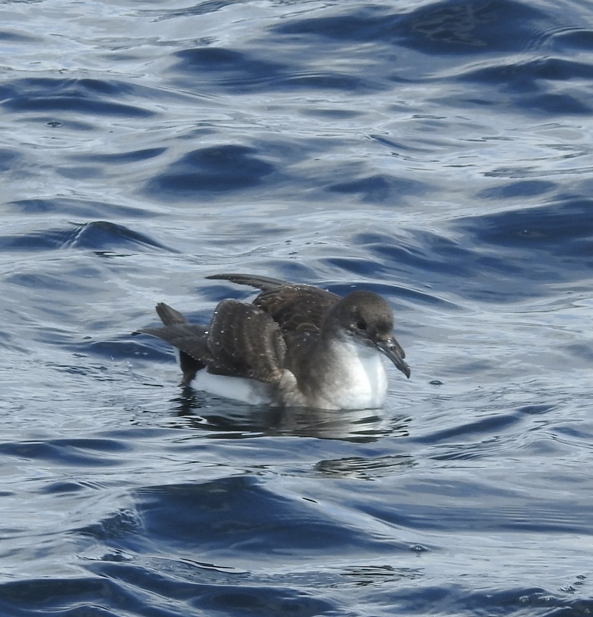 Puffin volage - ML644478344