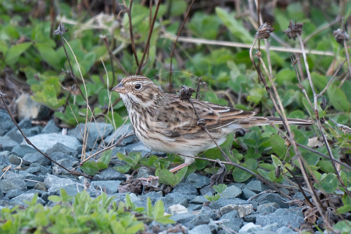 Vesper Sparrow - ML644478353