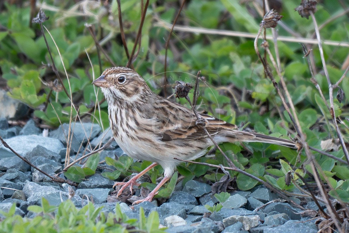 Vesper Sparrow - ML644478354