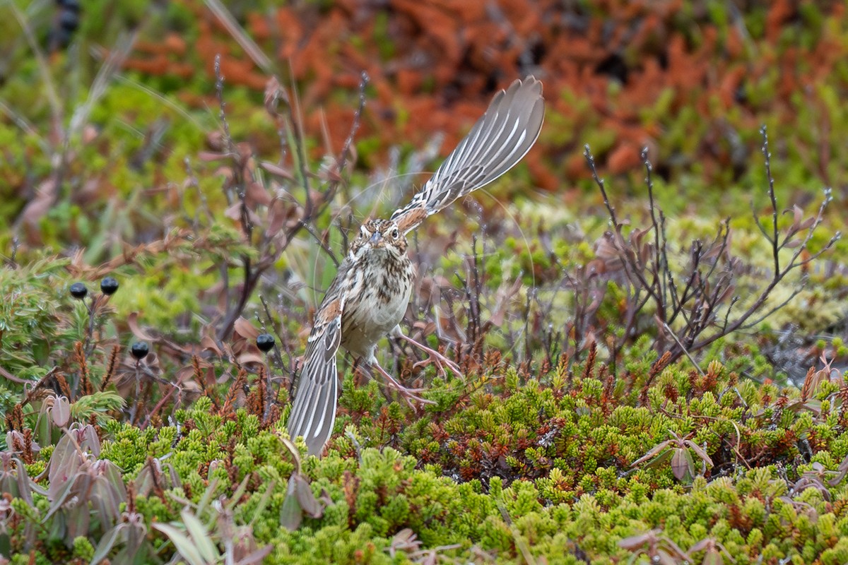 Vesper Sparrow - ML644478355