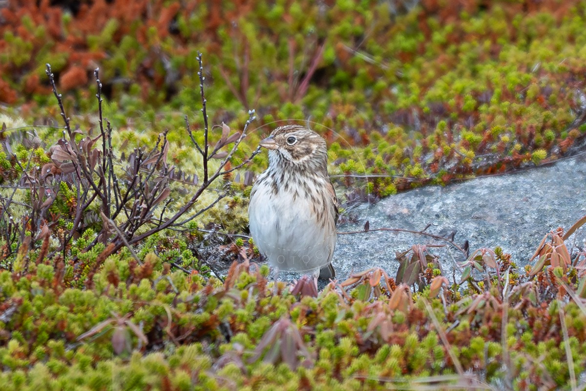 Vesper Sparrow - ML644478356