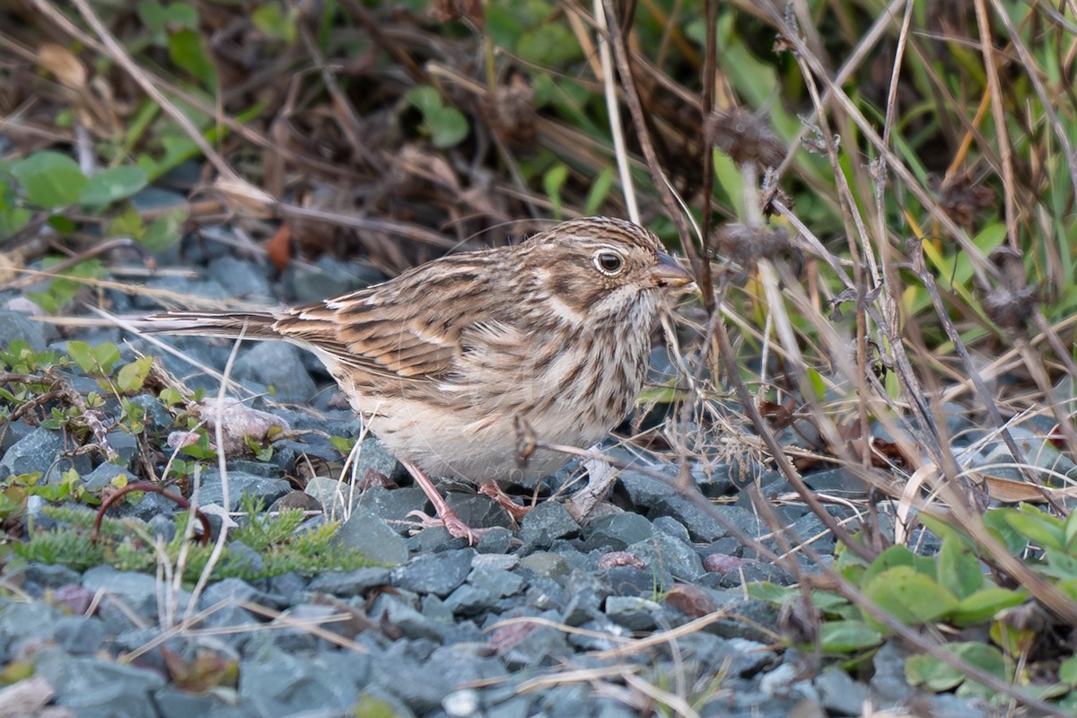 Vesper Sparrow - ML644478357