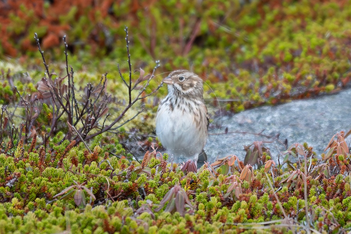 Vesper Sparrow - ML644478358