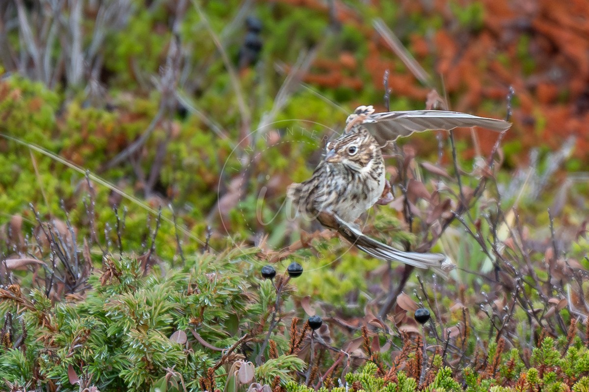Vesper Sparrow - ML644478359