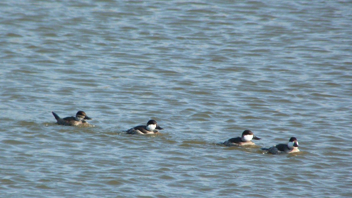 アカオタテガモ - ML644478369