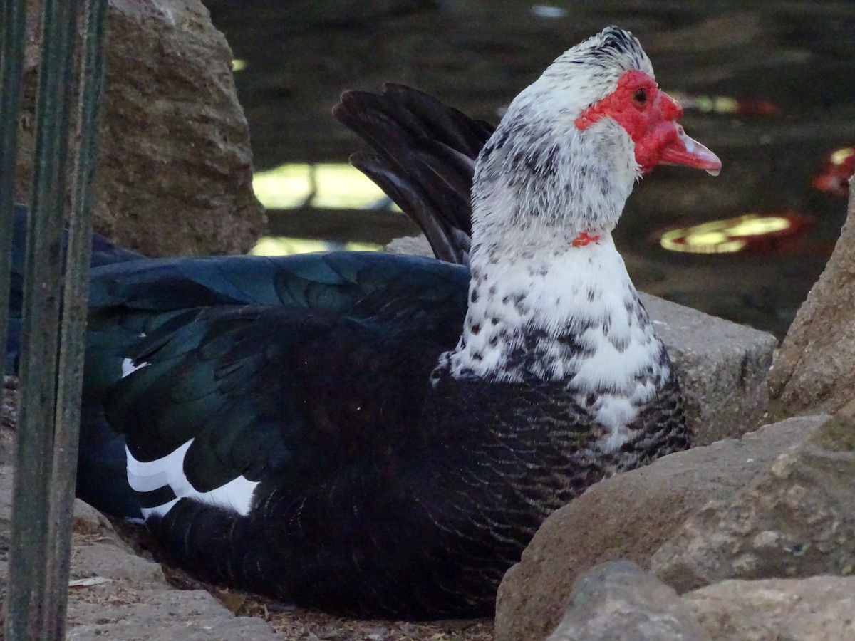 Ahate musketaduna (etxekoa) - ML644478379