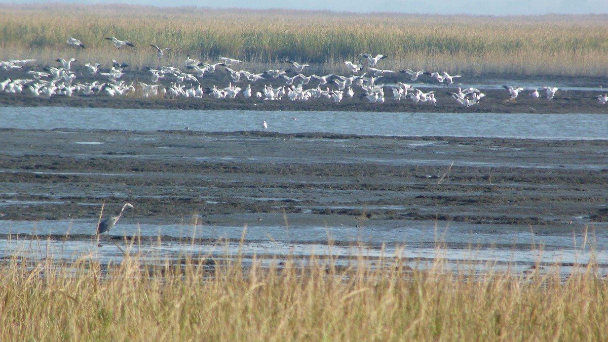 ハクガン - ML644478396