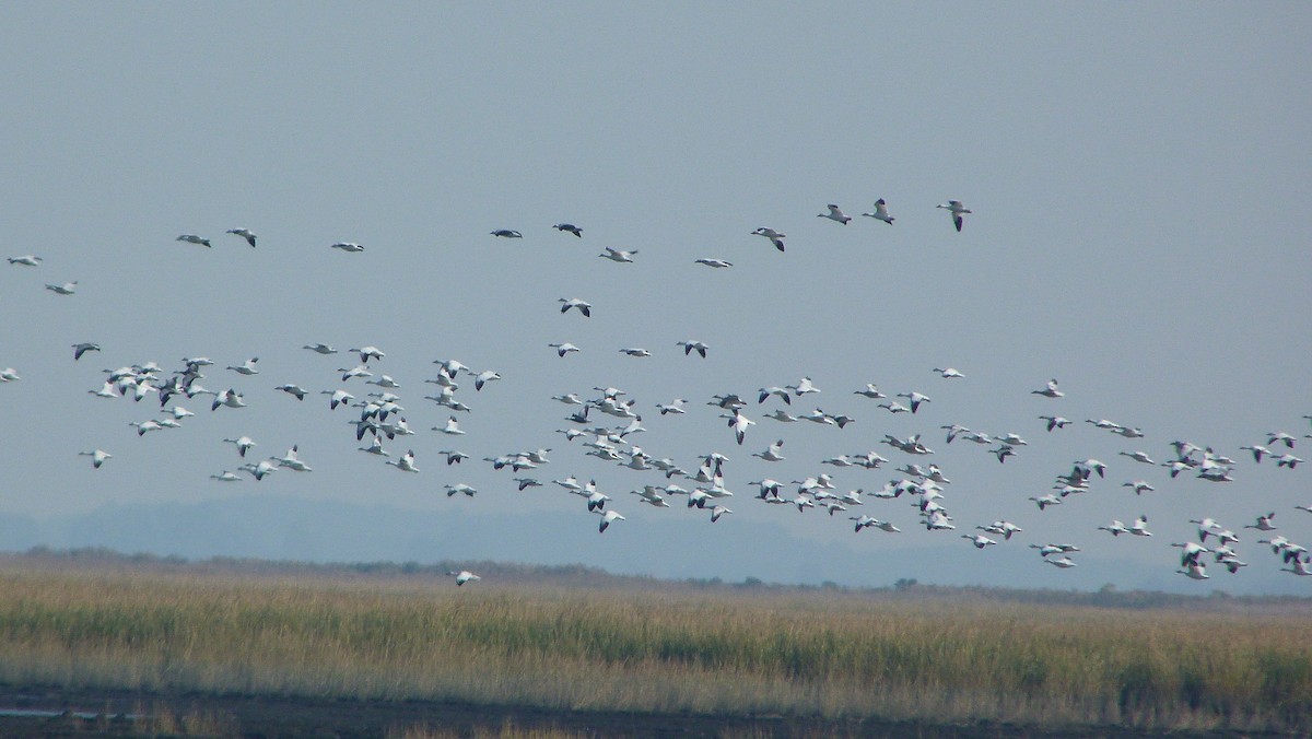 ハクガン - ML644478398