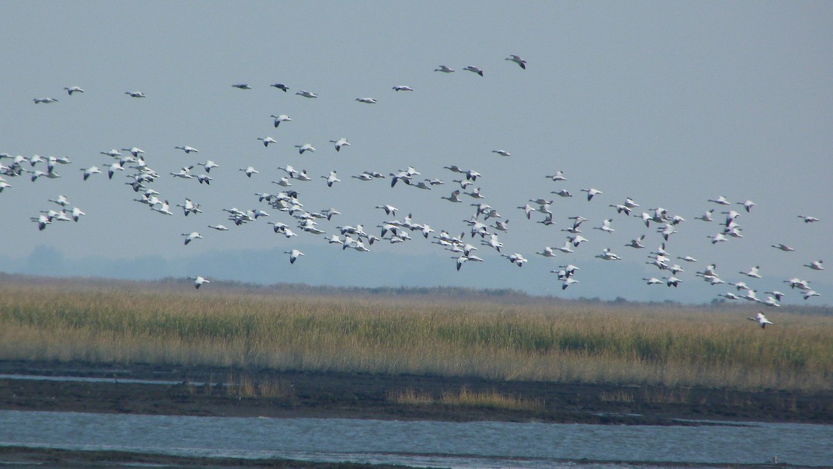 ハクガン - ML644478399