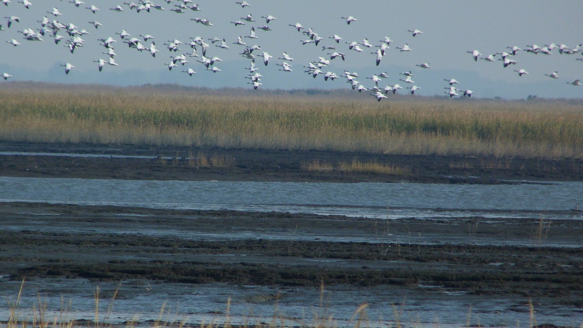 ハクガン - ML644478400