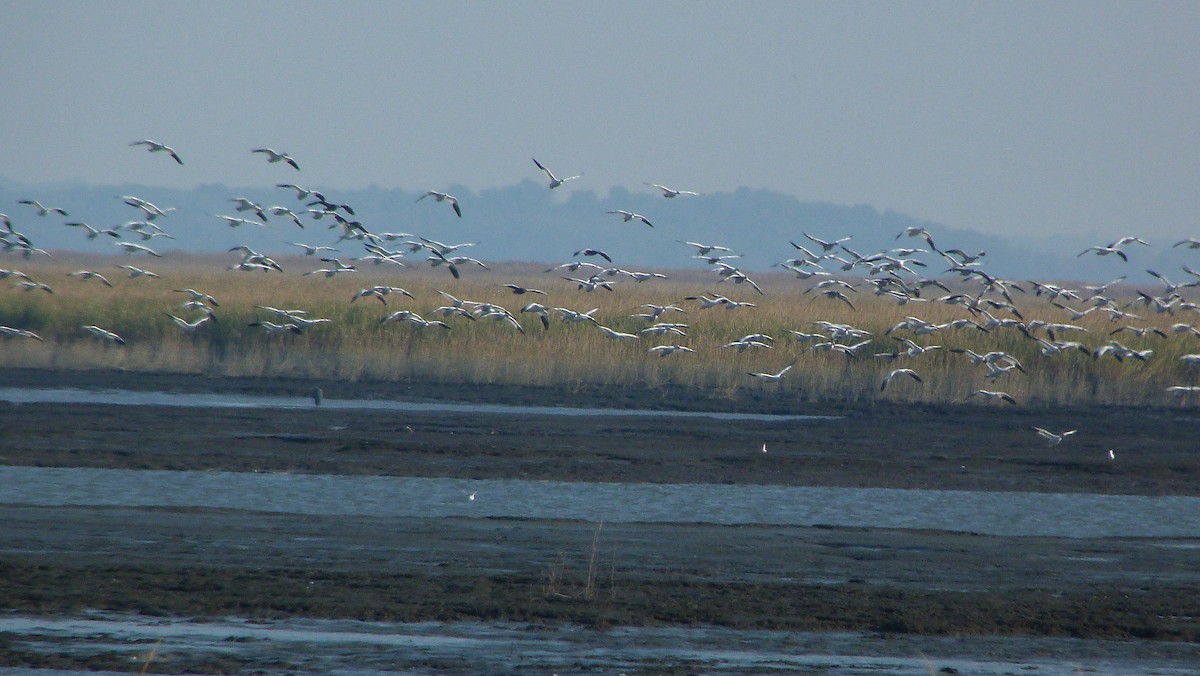 ハクガン - ML644478401