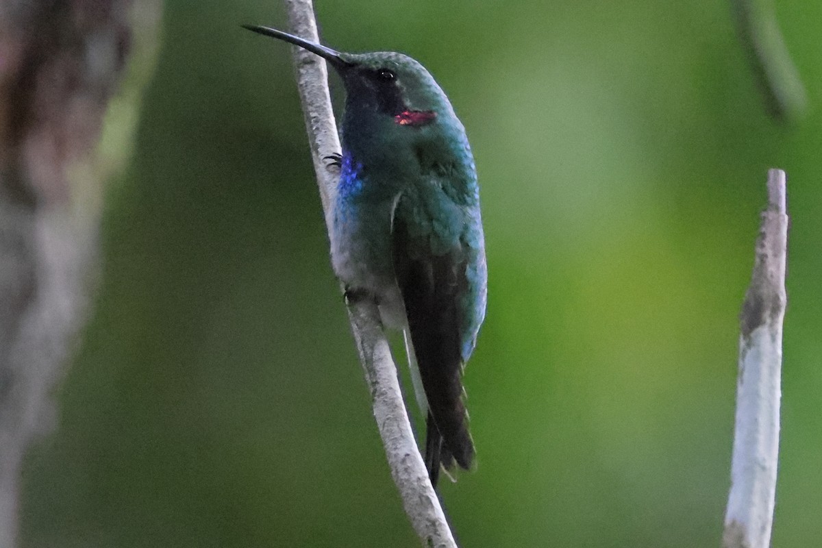 シロハラハチドリ - ML644478406