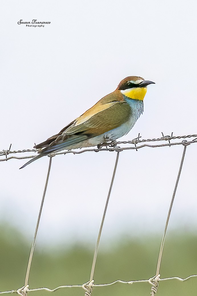 bieter - ML644478407