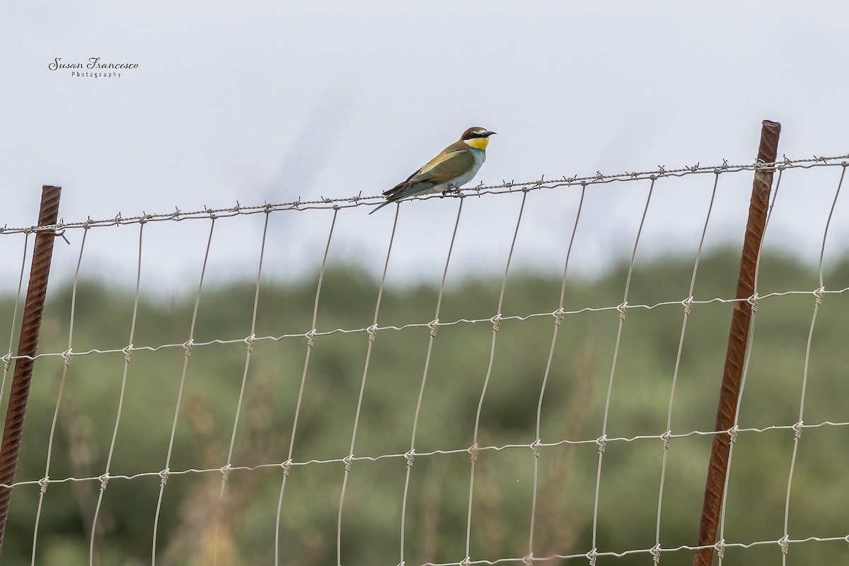 bieter - ML644478408