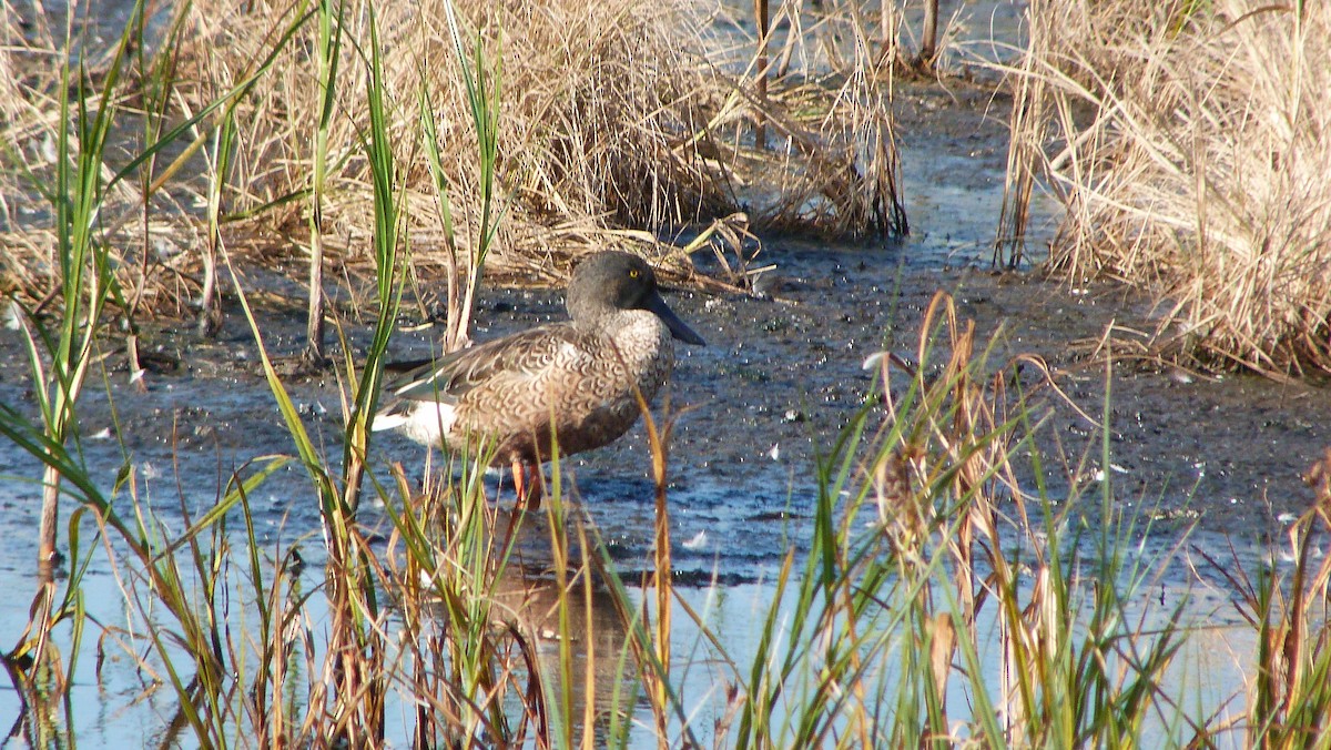 ハシビロガモ - ML644478410