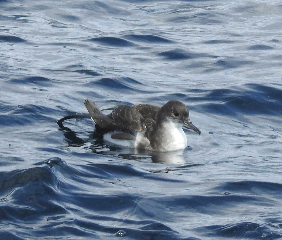 Puffin volage - ML644478415