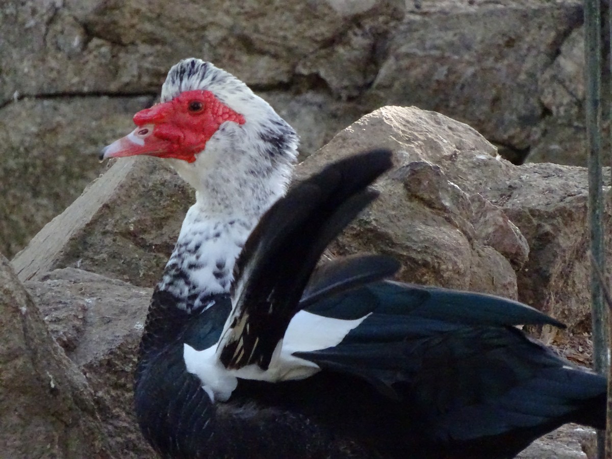 Ahate musketaduna (etxekoa) - ML644478417