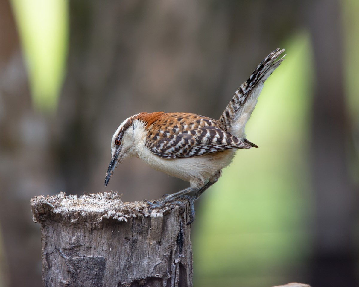 Rufous-backed Wren - ML644478418