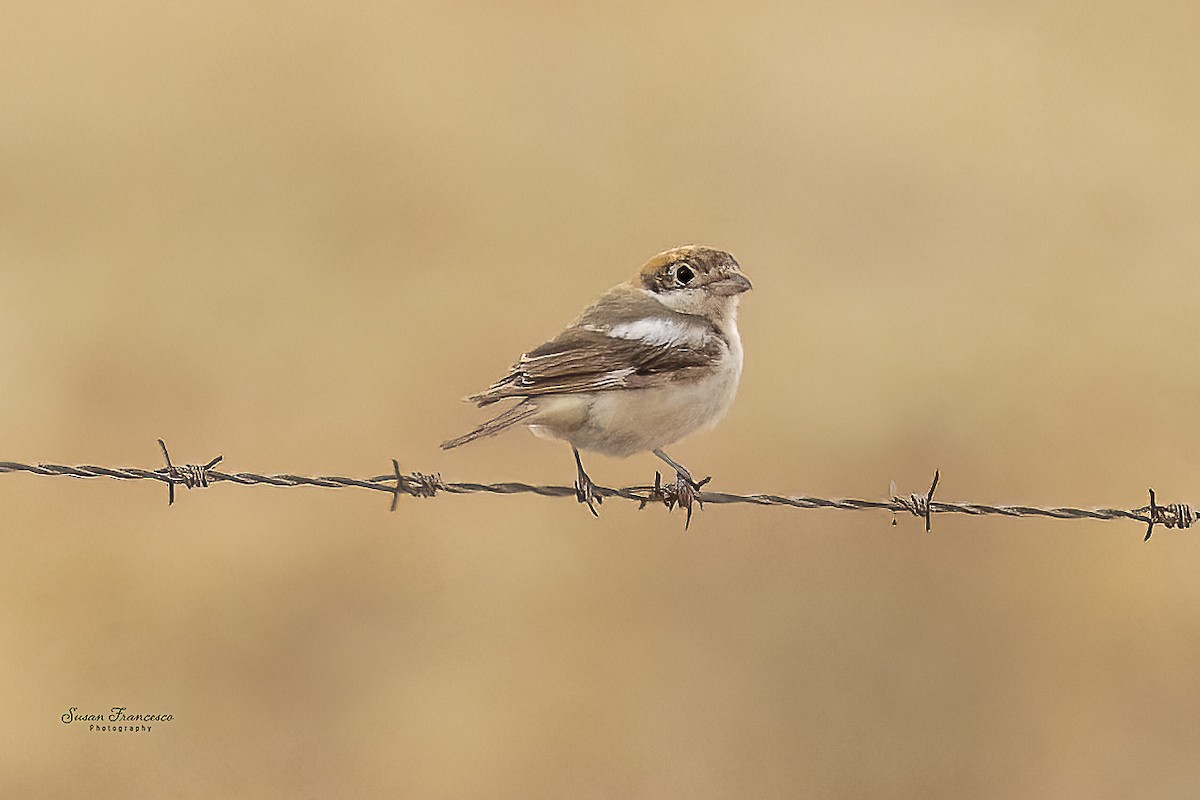 Woodchat Shrike - ML644478419