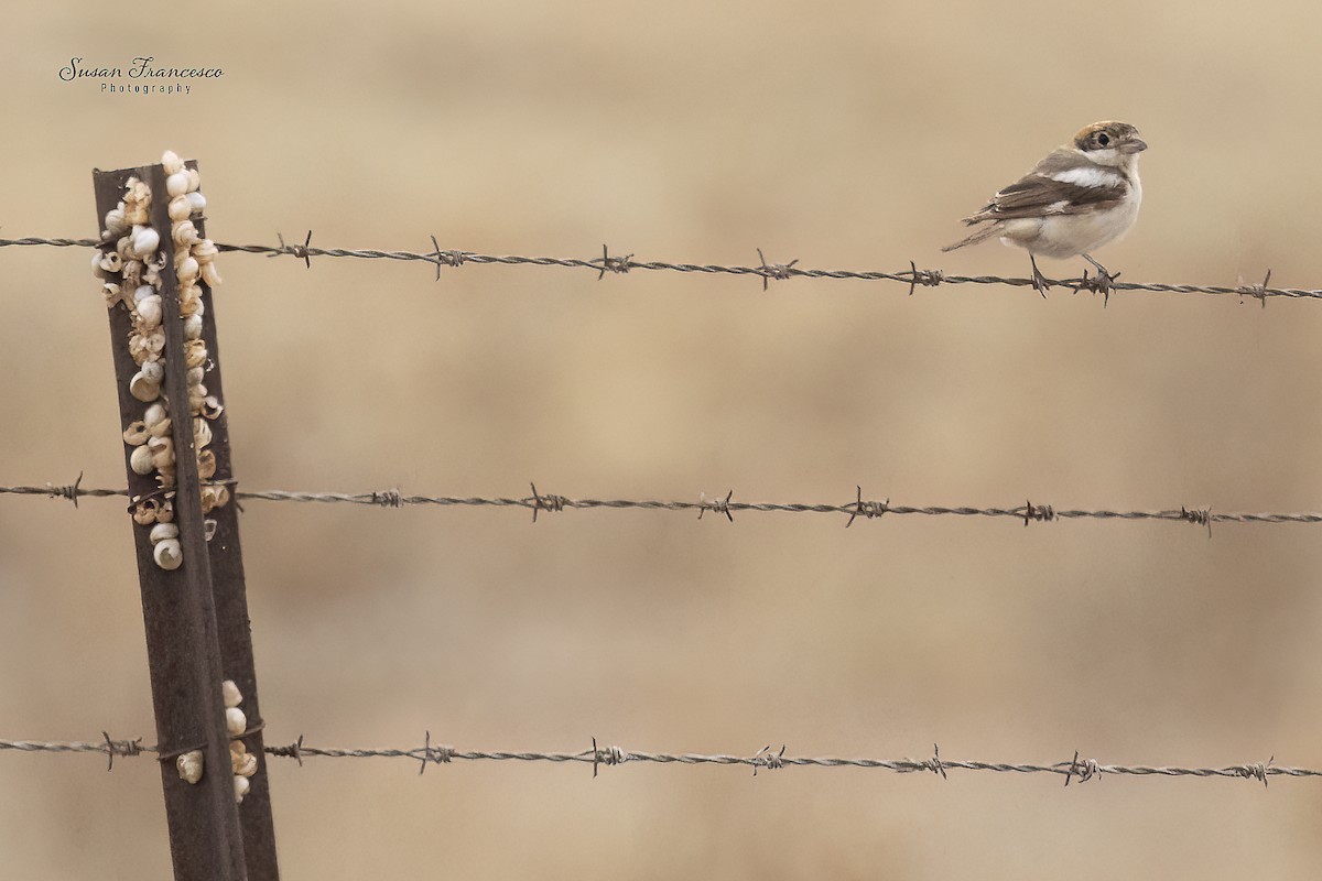 Woodchat Shrike - ML644478420