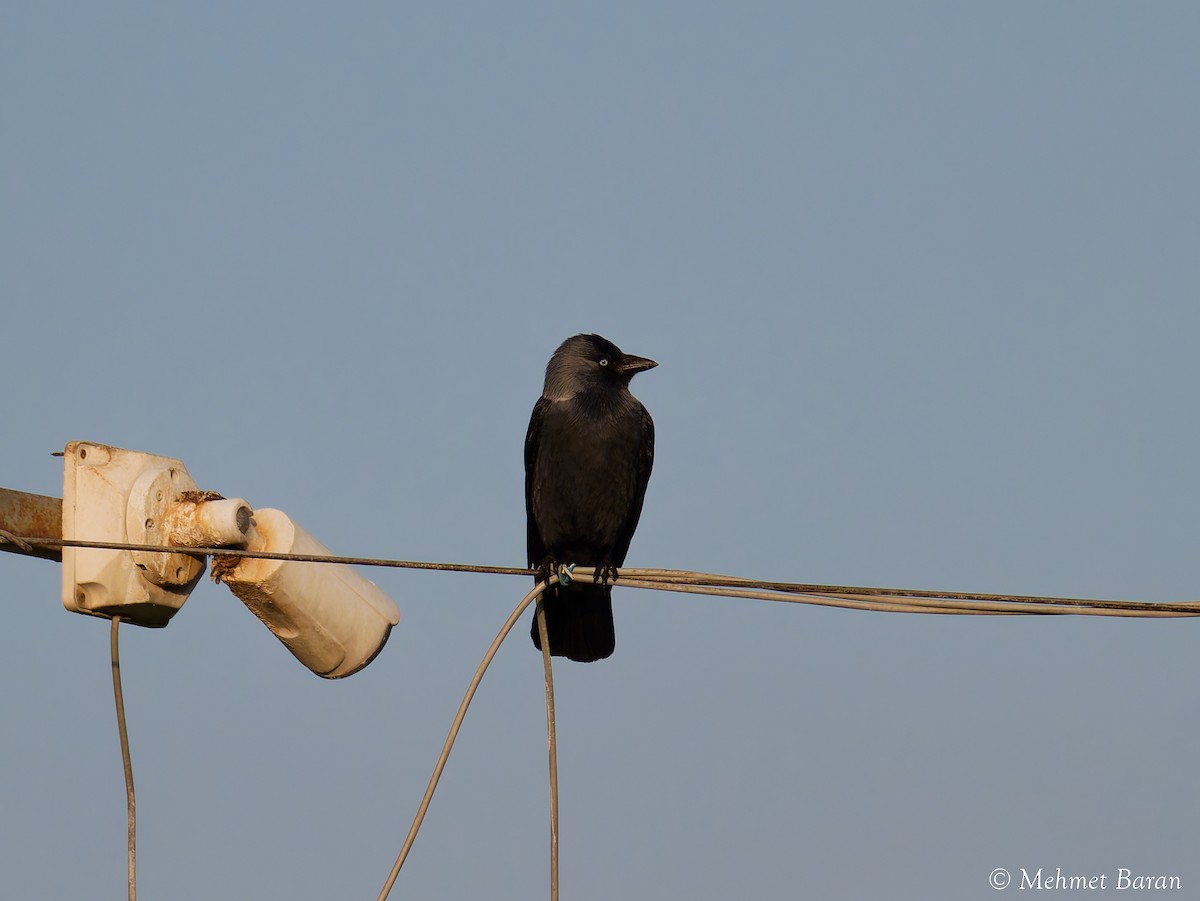 Eurasian Jackdaw - ML644478428