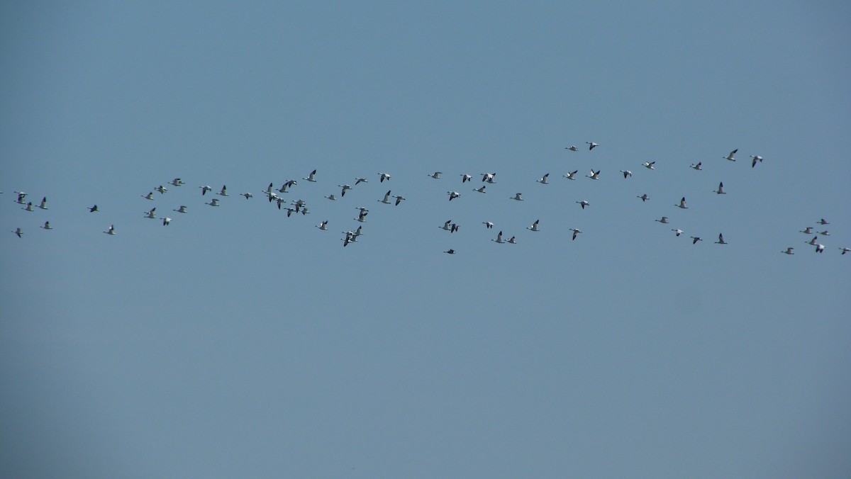 Snow Goose - ML644478429