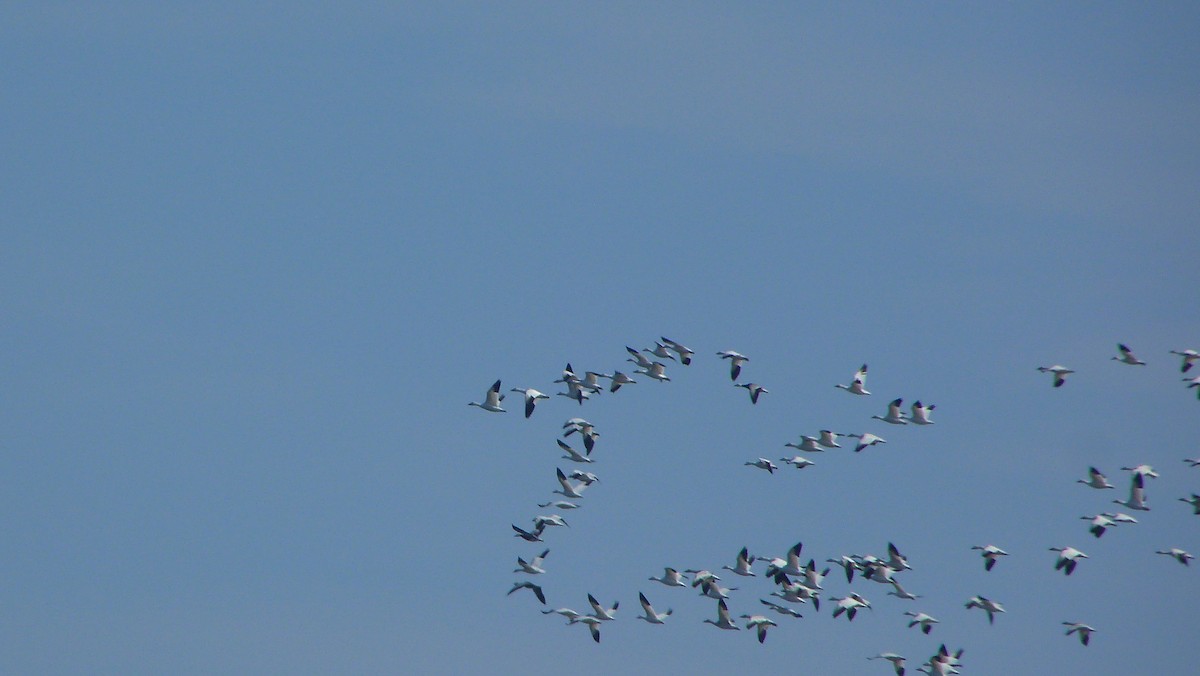 Snow Goose - ML644478430