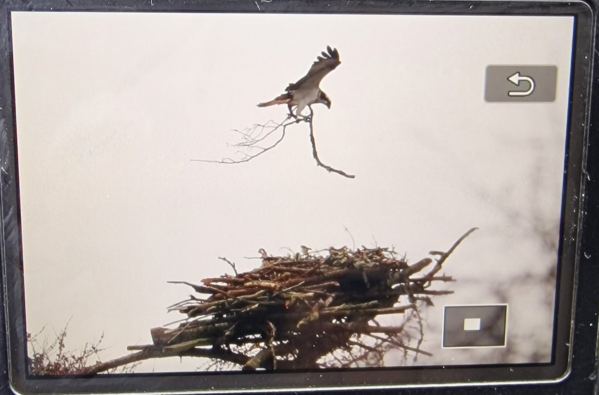 Osprey - ML644478432