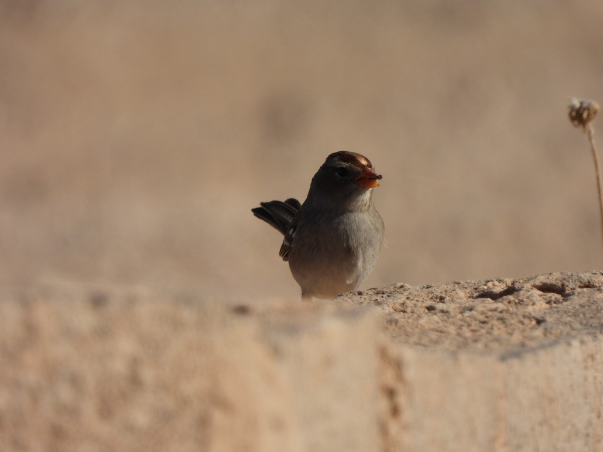 White-crowned Sparrow - ML644478433