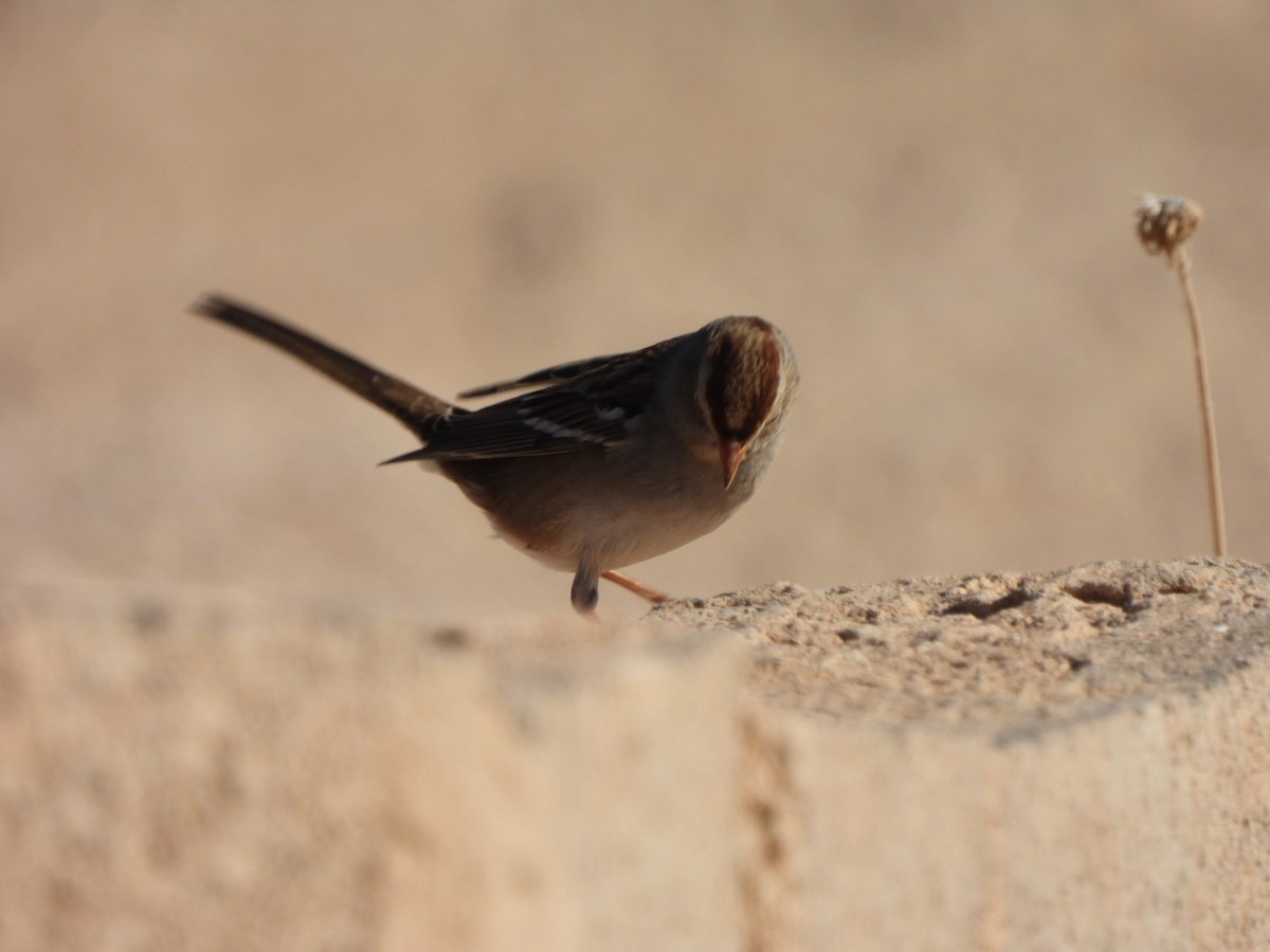 White-crowned Sparrow - ML644478434