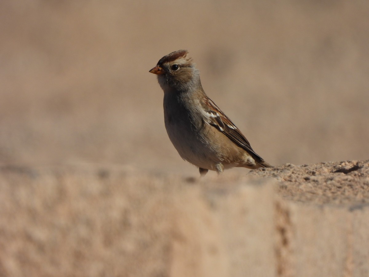 White-crowned Sparrow - ML644478435