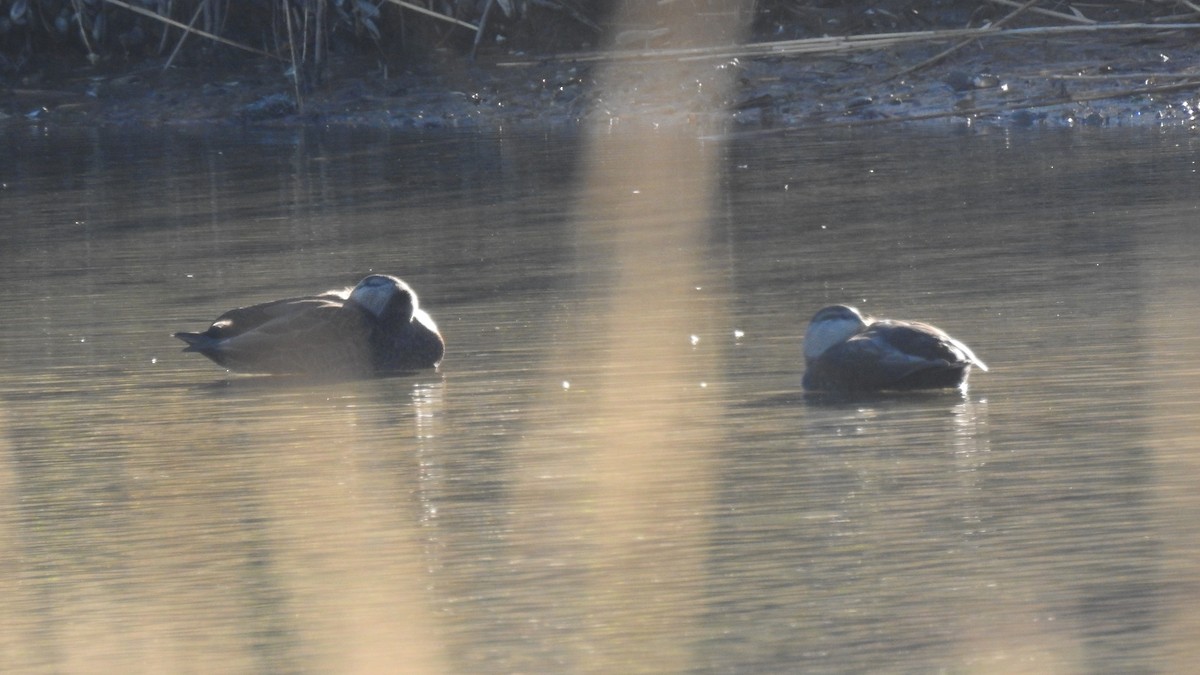 American Black Duck - ML644478440