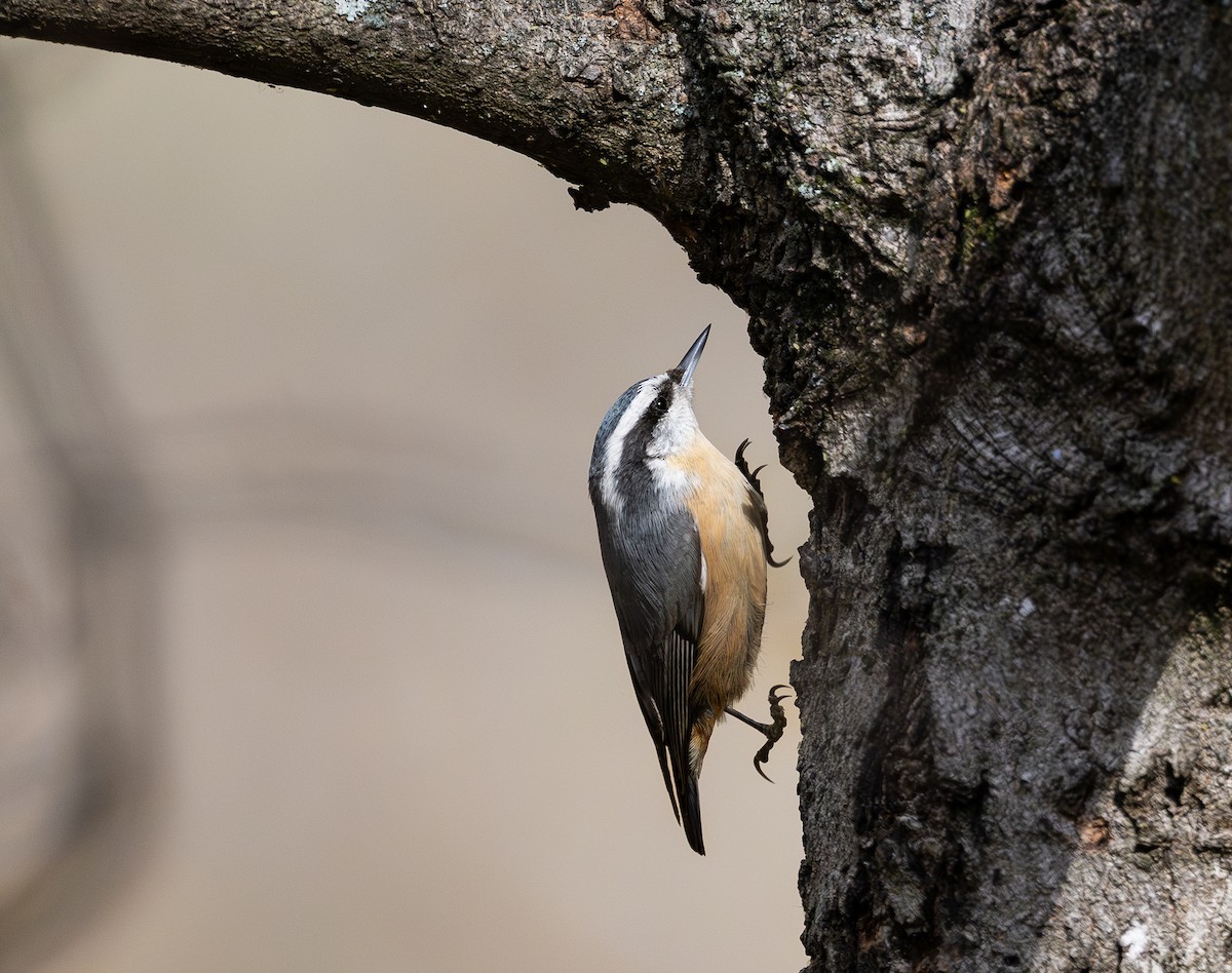 White-breasted Nuthatch - ML644478441