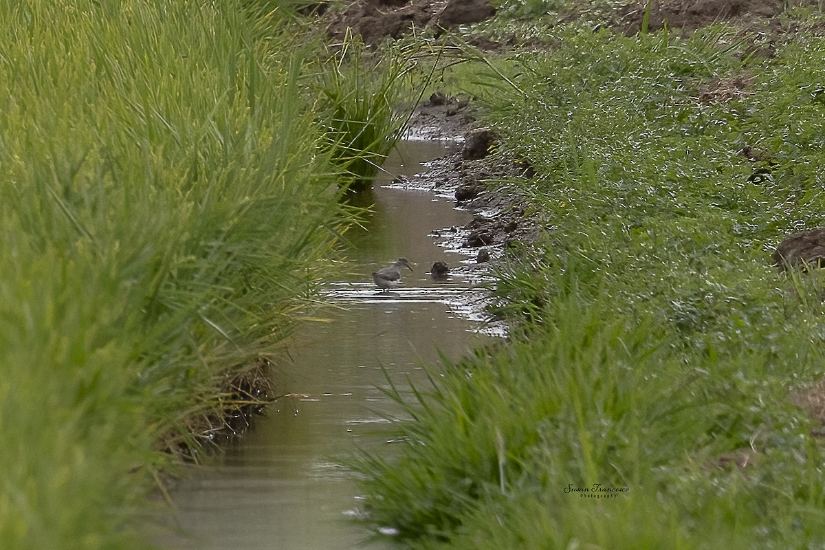 Green Sandpiper - ML644478442
