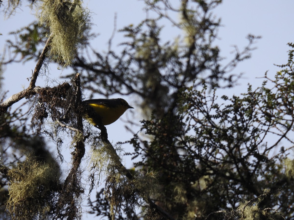Spectacled Redstart - ML644478444