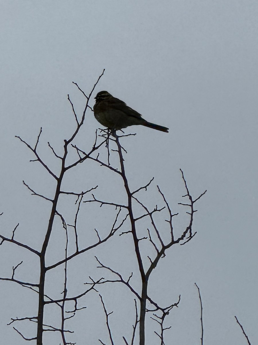 Rock Bunting - ML644478445