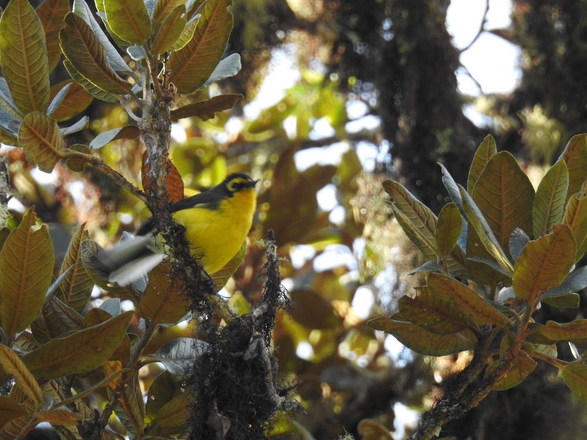 Spectacled Redstart - ML644478446