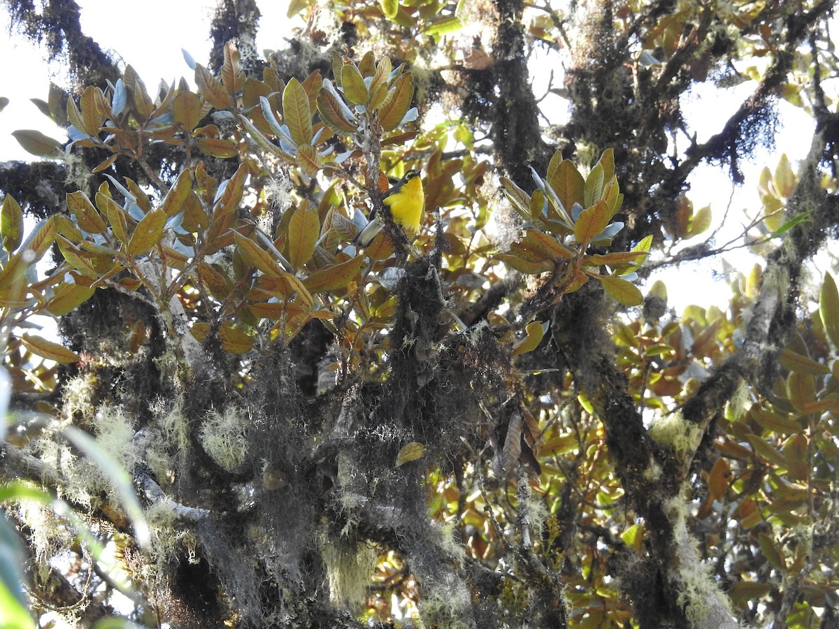 Spectacled Redstart - ML644478447
