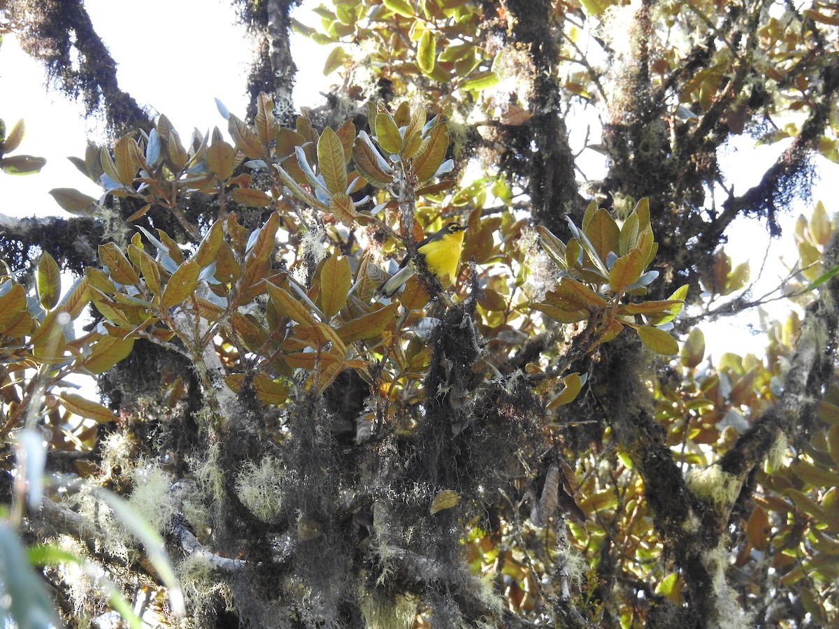 Spectacled Redstart - ML644478448