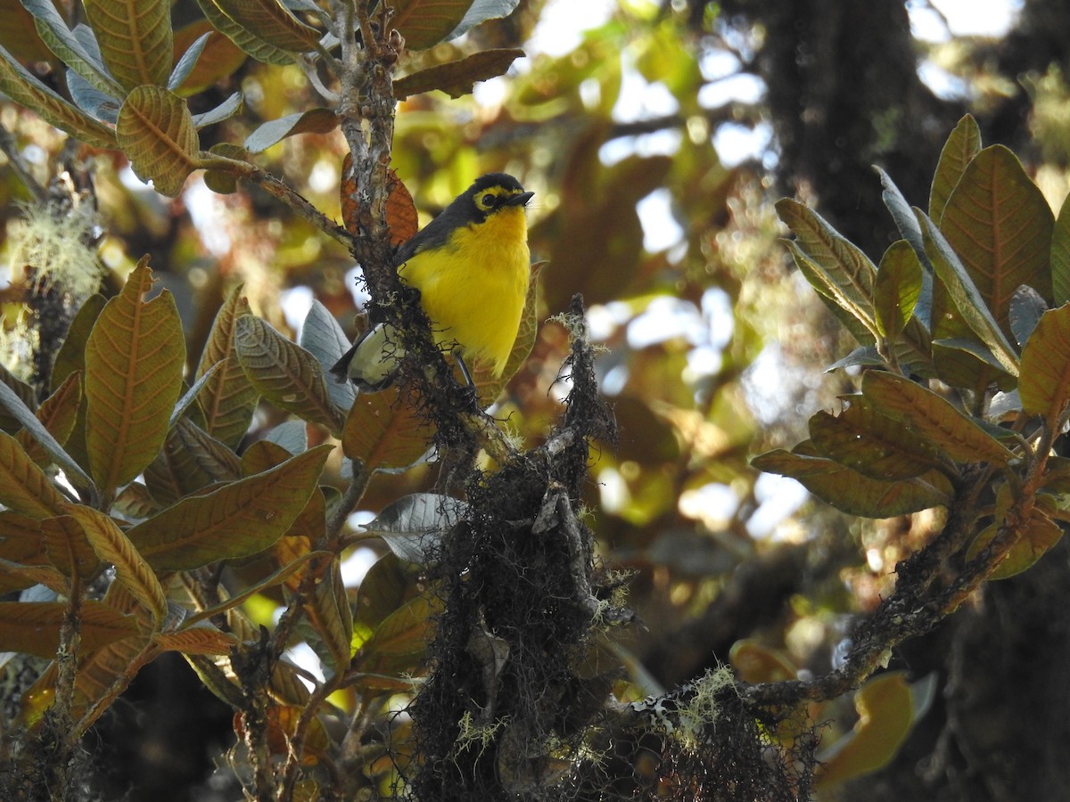 Spectacled Redstart - ML644478449