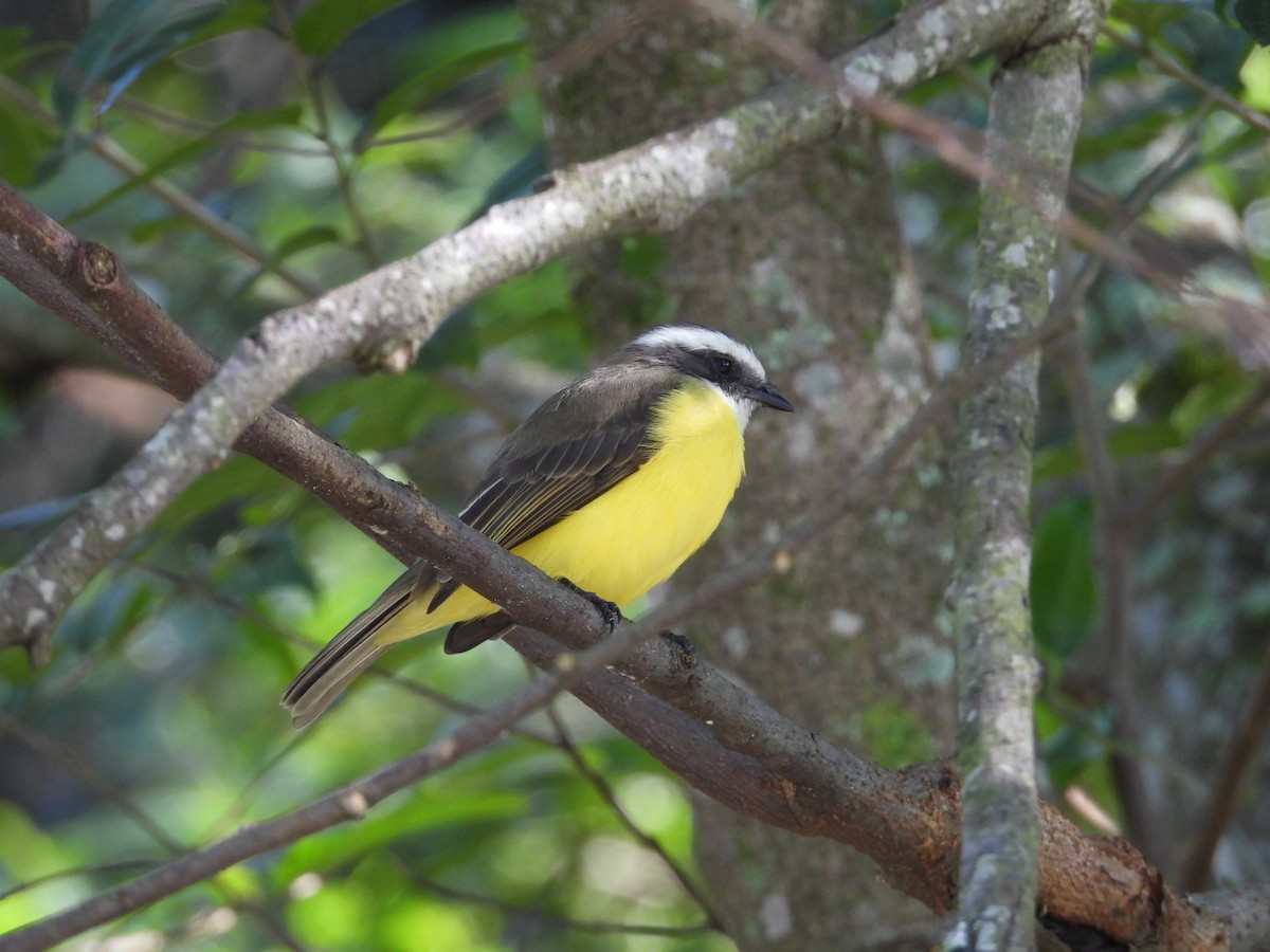 Social Flycatcher - ML644478450