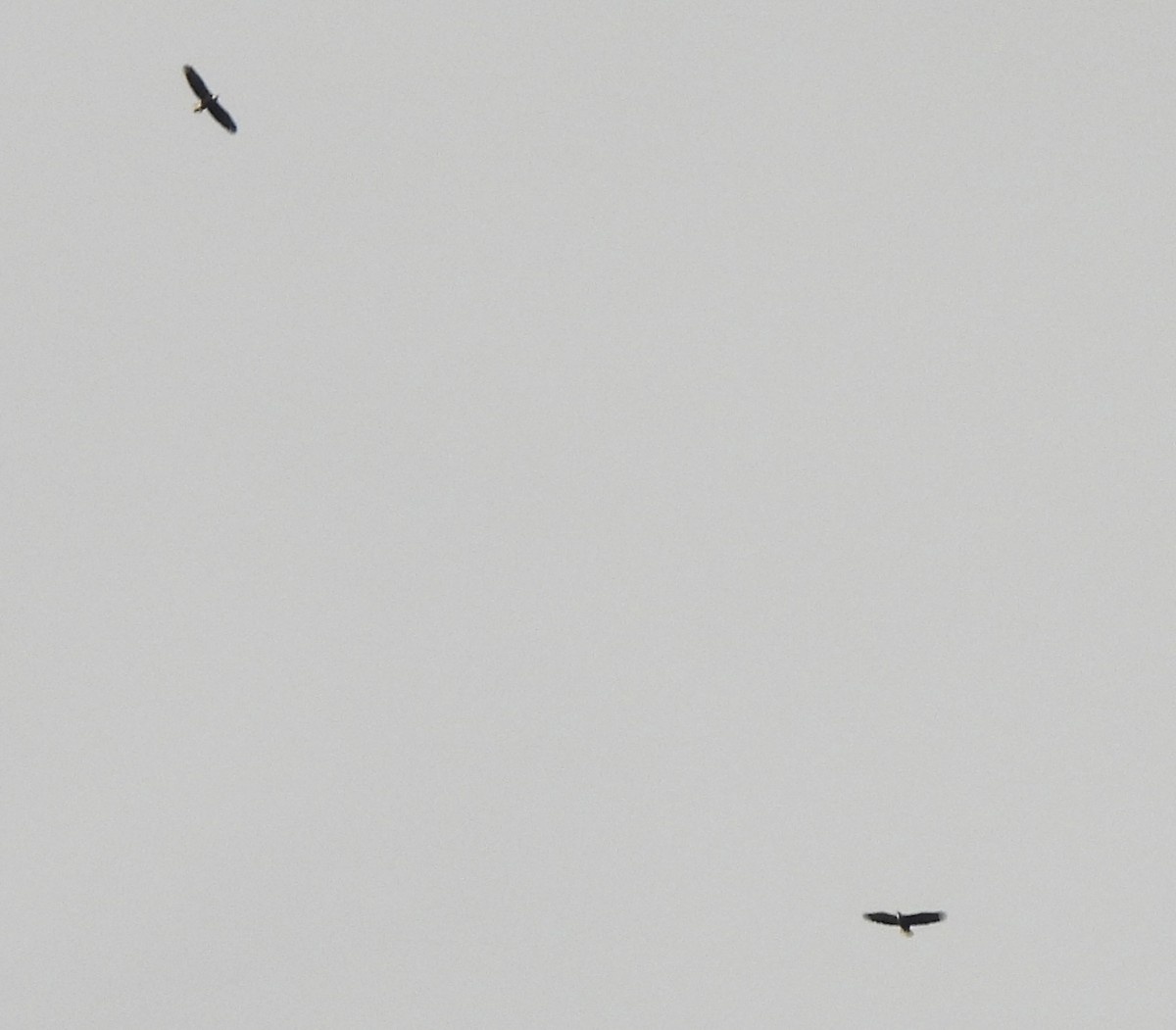 Bald Eagle - ML644478451