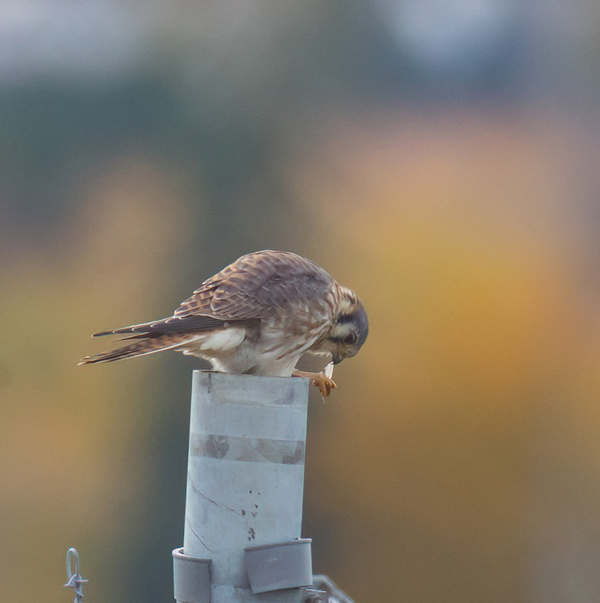 American Kestrel - ML644478456