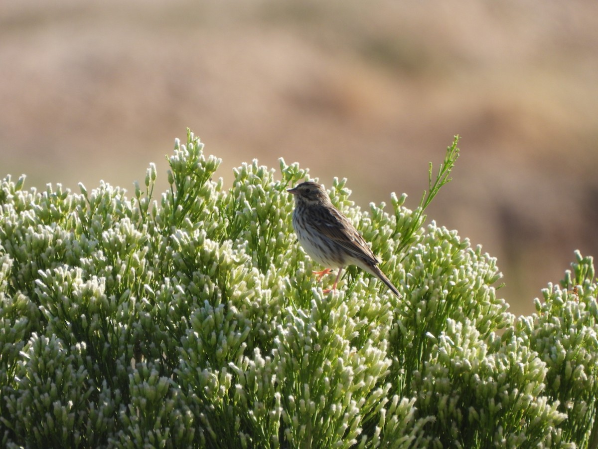 Savannah Sparrow - ML644478458