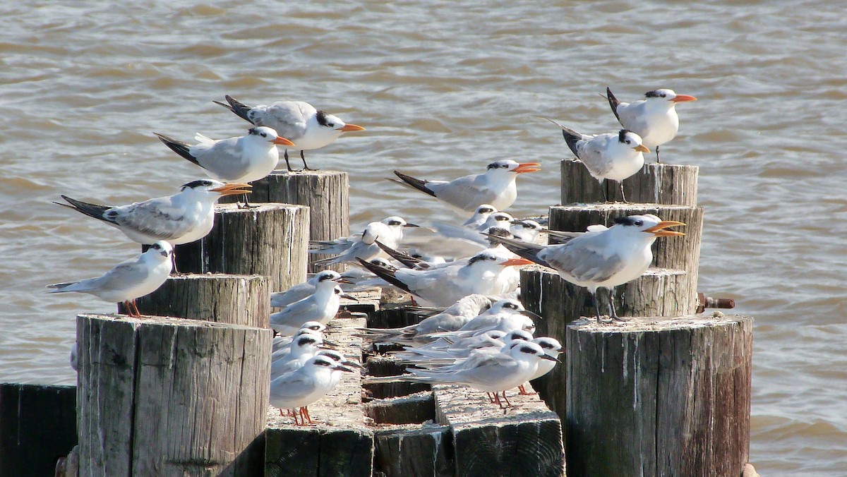 Forster's Tern - ML644478459