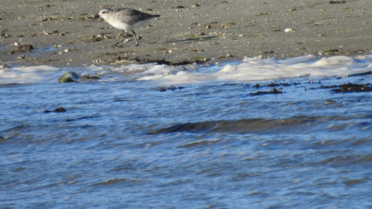 Black-bellied Plover - ML644478460