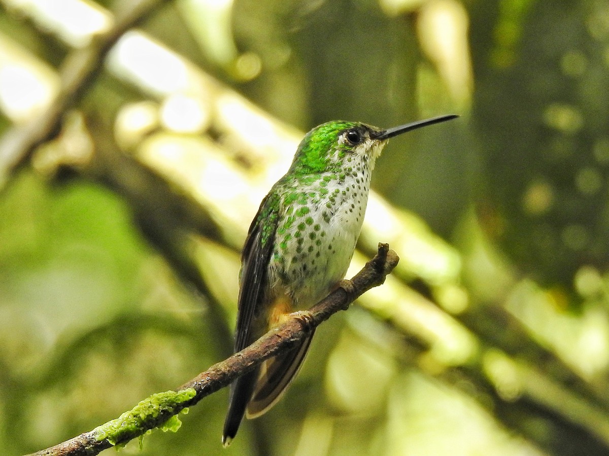 Rufous-booted Racket-tail - ML644478461